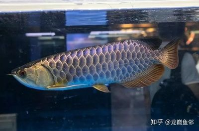 藍底細框過背金龍魚的飼養(yǎng)要點：關(guān)于藍底細框過背金龍魚的一些特點 龍魚百科 第3張