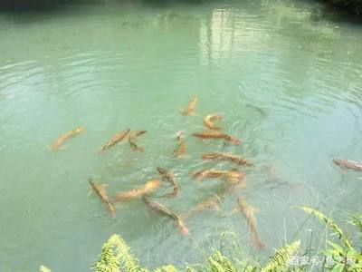 龍魚(yú)喂河里的魚(yú)會(huì)怎樣：喂食龍魚(yú)活的河魚(yú)是可行的，但也需要注意控制喂食的量 龍魚(yú)百科 第3張