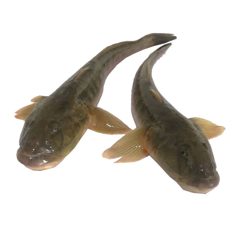 小龍魚(yú)怎么吃最好吃如何食用小龍魚(yú)小龍魚(yú)的食用方法：如何食用小龍魚(yú),小龍魚(yú)怎么吃最好, 龍魚(yú)百科 第2張