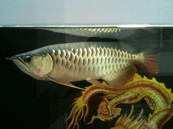 龍魚鑒定機(jī)構(gòu)鑒定機(jī)構(gòu)，龍魚種類多重pcr試劑盒及其鑒別方法：親子鑒定機(jī)構(gòu)如何選擇 龍魚百科 第1張