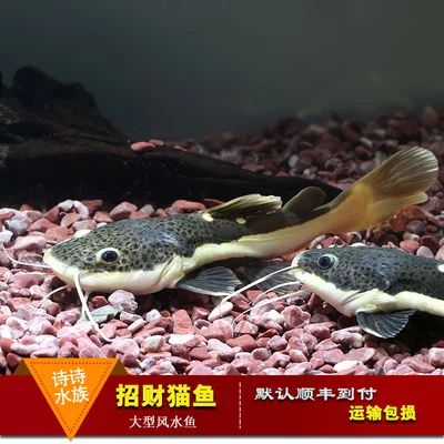 選擇適合與龍魚混養(yǎng)的底層魚需要考慮多個因素：如何選擇適合與龍魚混養(yǎng)的底層魚 龍魚百科 第3張