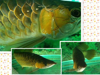 金龍魚食欲不好的原因是水質問題、喂食不當、環(huán)境變化：金龍魚食欲不好怎么辦