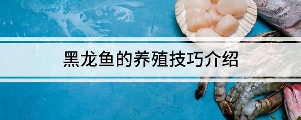 黑龍魚(yú)的飼養(yǎng)方法：黑龍魚(yú)怎么養(yǎng)及喂養(yǎng)技巧黑龍魚(yú)怎么養(yǎng)及喂養(yǎng)技巧 龍魚(yú)百科 第2張