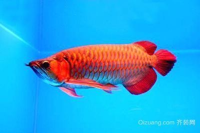 如何選購(gòu)紅龍魚，買紅龍魚怎么選購(gòu)紅龍魚品種的關(guān)鍵點(diǎn)：買紅龍魚怎么選擇品種