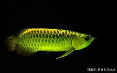 金龍魚(yú)掉眼的原因主要有幾點(diǎn)預(yù)防金龍魚(yú)掉眼的方法：金龍魚(yú)會(huì)掉眼嗎 龍魚(yú)百科 第3張