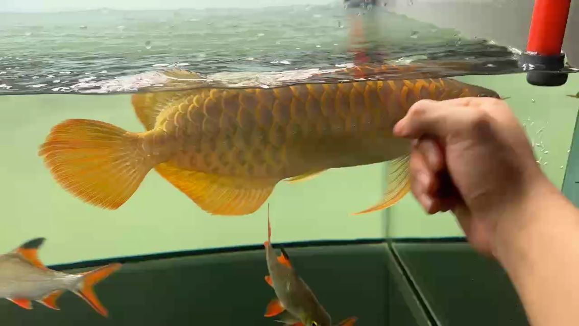 魚(yú)都虛了，龍巧兒，安德魯鱧：魚(yú)都虛了,安德魯鱧評(píng)論：勤快人養(yǎng)出優(yōu)質(zhì)好魚(yú)