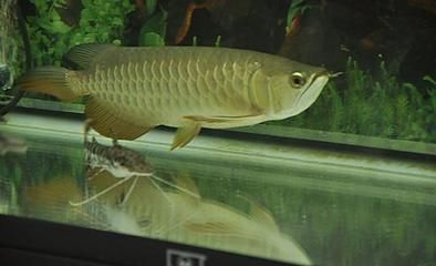 巨型舌骨龍魚(yú)怎么養(yǎng)殖巨型舌骨龍魚(yú)需要考慮到其特殊生理需求：巨型舌骨龍魚(yú)怎么養(yǎng)殖