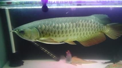 巨型舌骨龍魚(yú)怎么養(yǎng)殖巨型舌骨龍魚(yú)需要考慮到其特殊生理需求：巨型舌骨龍魚(yú)怎么養(yǎng)殖