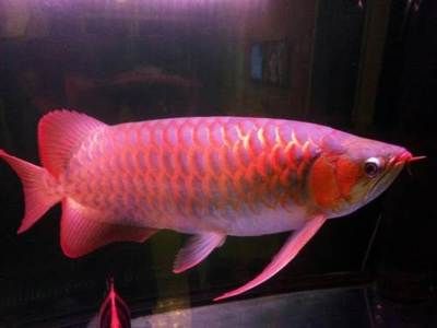 使用仟湖龍魚5號(hào)的基本步驟和注意事項(xiàng)：仟湖龍魚5號(hào)使用基本步驟和注意事項(xiàng)和注意事項(xiàng)