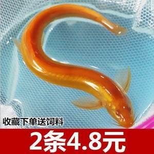 金龍魚苗的價(jià)格是多少：最小金龍魚苗價(jià)格受到多種因素影響，最小金龍魚苗價(jià)格