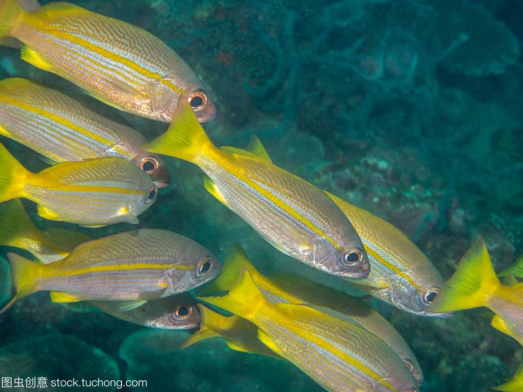 黃鰭鯧是一種適合與龍魚混養(yǎng)的魚，但需要注意水質(zhì)管理和水質(zhì)管理：黃鰭鯧是一種可以與龍魚混養(yǎng)的魚嗎？