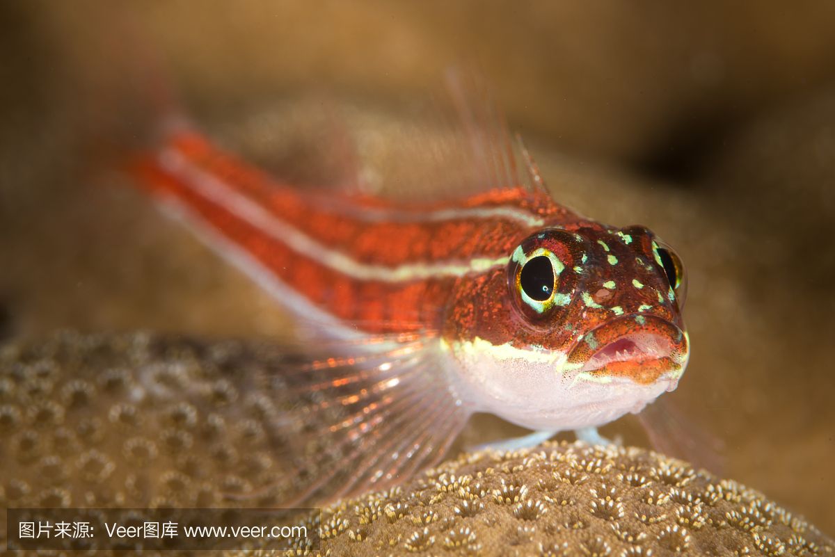 黃鰭鯧是一種適合與龍魚混養(yǎng)的魚，但需要注意水質(zhì)管理和水質(zhì)管理：黃鰭鯧是一種可以與龍魚混養(yǎng)的魚嗎？