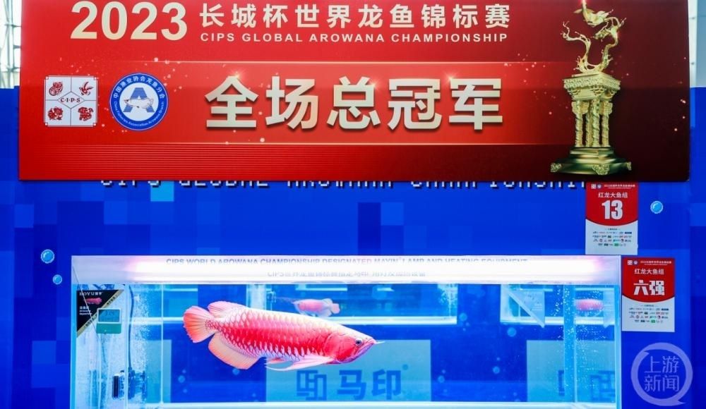 一條龍魚能抵一套房，一年利潤十多萬，：一條龍魚能抵一套房嗎？