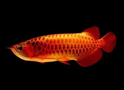 龍魚(yú)被移入新魚(yú)缸的過(guò)程中需要進(jìn)行過(guò)水方法是幾種常見(jiàn)的過(guò)水方法：龍魚(yú)在被移入新魚(yú)缸的過(guò)程中需要進(jìn)行過(guò)水 龍魚(yú)百科 第1張