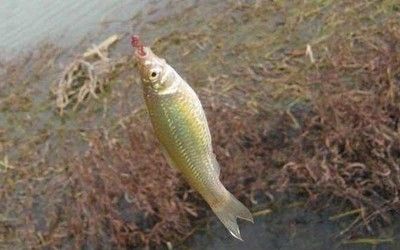 金龍魚可以吃麥穗魚嗎：金龍魚可以吃麥穗魚么，金龍魚可以吃麥穗魚嗎，金龍魚吃麥穗魚么