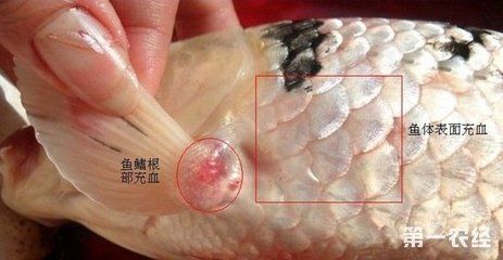 龍魚鰭根部充血怎么辦，以下幾個可能的解決方案：龍魚鰭根部充血怎么辦龍魚鰭根部充血怎么辦 龍魚百科 第1張