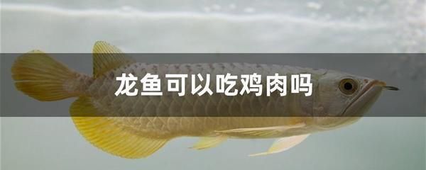 龍魚能喂雞肉嗎：龍魚可以喂雞肉嗎 龍魚百科 第3張