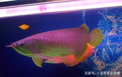 黃尾龍魚是什么品種？：黃尾龍魚是一種什么樣的魚？