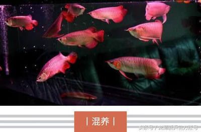 金龍魚的五行屬性是什么金龍魚的五行屬性是什么：金龍魚五行屬性是什么金龍魚的五行屬性是什么 龍魚百科 第3張