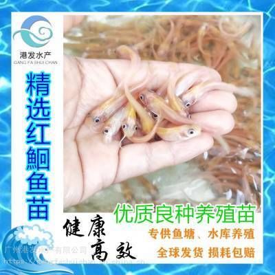 紅龍魚多少錢一條：紅龍魚價(jià)格多少錢一條