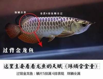 鑒別龍魚的方法：購買龍魚時的一些鑒別方法 龍魚百科