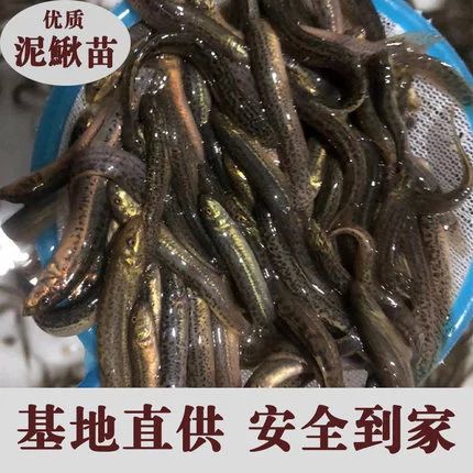 龍魚多久喂一次泥鰍比較合適：龍魚喂食泥鰍的頻率應(yīng)該根據(jù)龍魚的大小和生長(zhǎng)階段來(lái)確定 龍魚百科 第1張