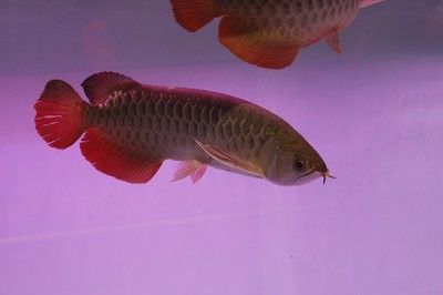 龍魚喂干蝦可以嗎？：龍魚可以吃干蝦嗎，長期喂食干蝦可以嗎，龍魚可以嗎 龍魚百科 第2張