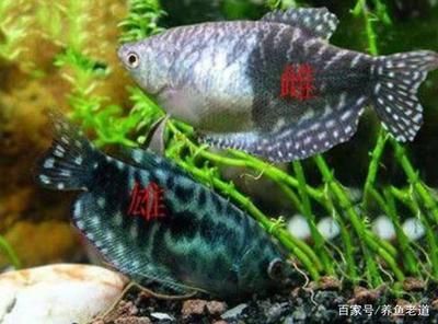 龍魚(yú)需要養(yǎng)水幾天？：龍魚(yú)養(yǎng)水的時(shí)間應(yīng)該在10天至15天左右，以確保龍魚(yú)的生存 龍魚(yú)百科 第1張