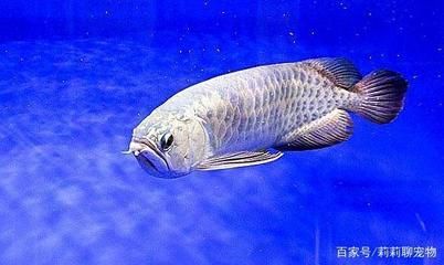 龍魚頭頂金線是正常的生理特征，龍魚頭頂金線有異常變化：龍魚頭頂金線是什么？