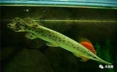 龍魚(yú)的高端配魚(yú)是什么魚(yú)，：龍魚(yú)的高端配魚(yú)