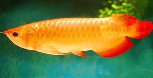 紅龍魚(yú)的出生體重是多少？：紅龍魚(yú)一年可以長(zhǎng)15-20厘米熱帶魚(yú)生長(zhǎng)規(guī)律 龍魚(yú)百科 第2張