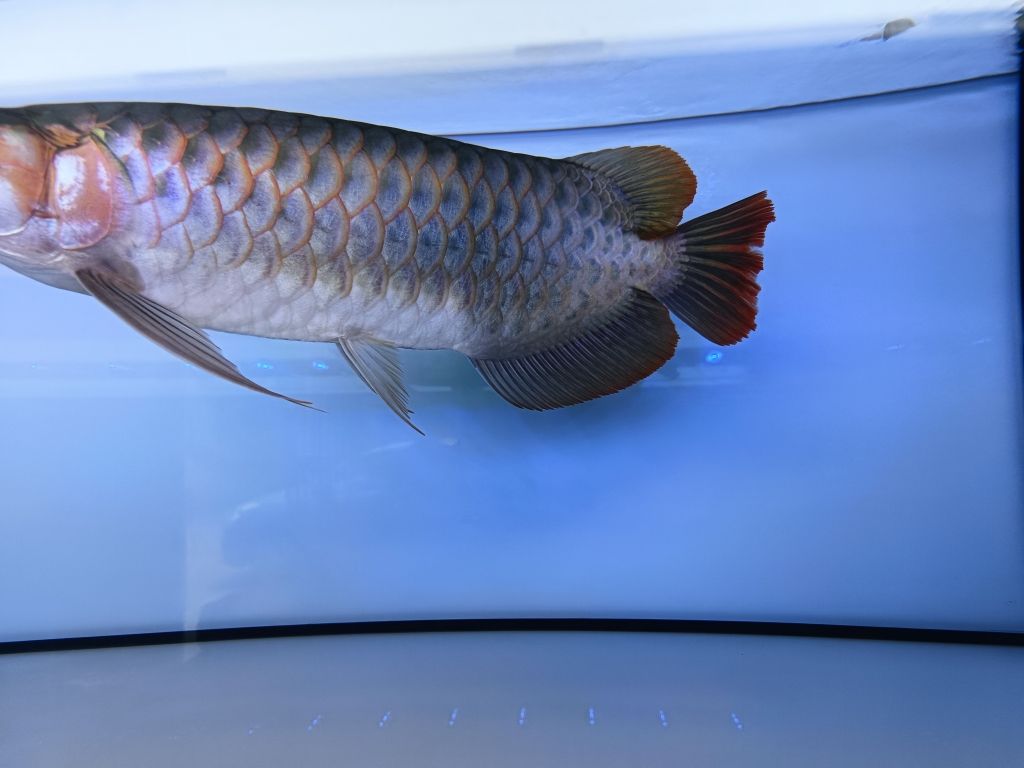 25cm.賽級血紅龍，超級大七鰭：25cm.賽級血紅龍 觀賞魚論壇