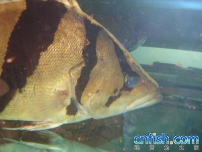 龍魚1個月不吃東西是怎么回事：龍魚1個月不吃東西并不一定表示不正常以下幾種可能導(dǎo)致龍魚不吃 龍魚百科 第2張