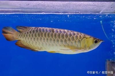 和金龍魚相似的魚叫什么魚叫什么魚可以吃錦鯉：和金龍魚很像的魚叫什么魚