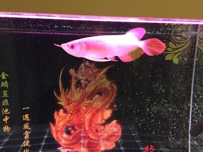 養(yǎng)龍魚用什么背景好：養(yǎng)龍魚時背景的選擇是非常重要的，因為它不僅能影響龍魚生長狀態(tài)