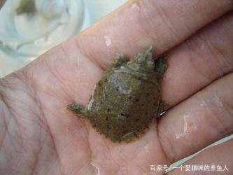 龍魚吃甲魚的好處和壞處，：吃甲魚的好處和壞處 龍魚百科 第1張