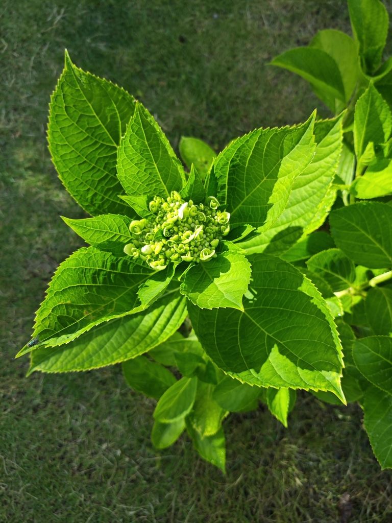 打卡，心情魚悅（偶然xy）評論：打卡,心情魚悅（偶然xy）評論： 觀賞魚論壇