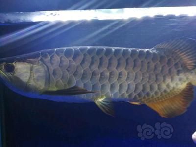 50公分的龍魚(yú)在飼養(yǎng)條件、喂食情況和價(jià)值等方面都有所不同：50公分的龍魚(yú)在飼養(yǎng)條件、喂食情況、價(jià)值和個(gè)體差異 龍魚(yú)百科 第1張