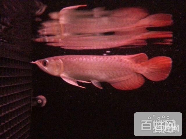 藍(lán)底龍魚(yú)的燈光選擇：藍(lán)底金龍魚(yú)的燈光選擇 龍魚(yú)百科 第2張