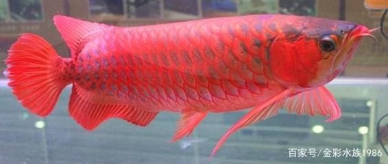 夏季龍魚魚缸降溫的方法：夏季龍魚降溫的方法 龍魚百科