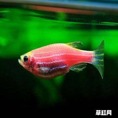 金龍魚紅龍魚混養(yǎng)水族箱造景草缸的注意事項(xiàng)：金龍魚和紅龍魚可以一起混養(yǎng)但需要注意一些問題 龍魚百科 第3張