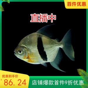 粗線魚(yú)咬龍魚(yú)怎么回事粗線魚(yú)咬龍魚(yú)怎么回事：粗線魚(yú)和龍魚(yú)在同一個(gè)魚(yú)缸中混養(yǎng)會(huì)導(dǎo)致咬傷現(xiàn)象