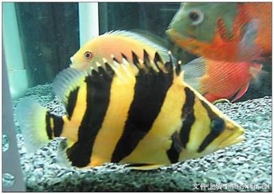 銀龍魚飼養(yǎng)銀龍魚可以讓水溫介于24-29℃均可以超過[需手動填充]：銀龍魚的飼養(yǎng)條件是多少 龍魚百科