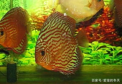 虎皮魚飼養(yǎng)技巧：虎皮魚與其他熱帶魚的區(qū)別虎皮魚與其他熱帶魚的區(qū)別