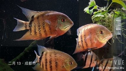 虎斑魚飼養(yǎng)的心理學(xué)：虎斑魚觀賞魚是否好養(yǎng)的分析虎斑魚觀賞魚是否好養(yǎng)的