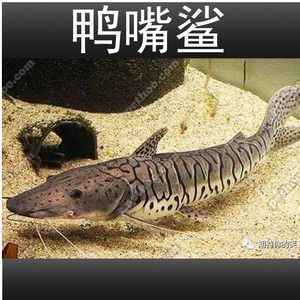 虎斑魚飼養(yǎng)的心理學(xué)：虎斑魚觀賞魚是否好養(yǎng)的分析虎斑魚觀賞魚是否好養(yǎng)的