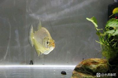 虎魚的飼養(yǎng)技巧與疾病預(yù)防：虎魚的價(jià)格為什么那么貴？