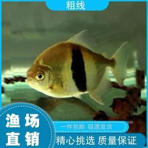 虎紋銀板魚飼養(yǎng)技巧虎紋銀板魚飼養(yǎng)技巧：關(guān)于虎紋銀板魚的詳細(xì)資料 虎魚百科 第3張