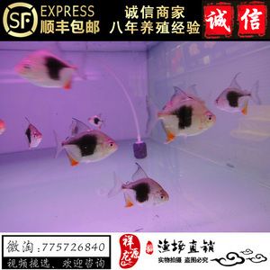 銀版魚的飼養(yǎng)技巧：虎紋銀版魚與其他觀賞魚的區(qū)別銀版魚與其他觀賞魚的區(qū)別 虎魚百科 第3張