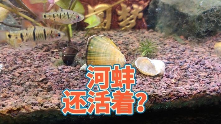 河蚌在魚缸中的存活時間有限嗎？：河蚌在魚缸中存活時間為7-10天可以存活半月 魚缸百科 第1張